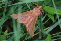 Odonestis pruni