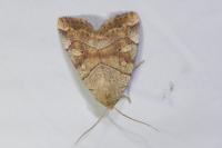 Cosmia trapezina