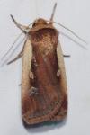 Ochropleura plecta