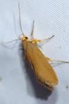 Crassa unitella