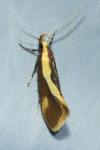 Harpella forficella
