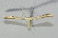 Adaina microdactyla