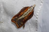 Acleris cristana