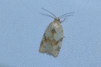 Acleris ferrugana/notana