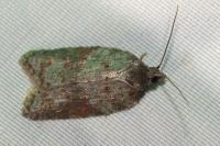 Acleris sparsana