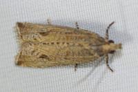 Bactra