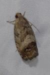 Cydia splendana