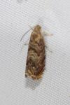 Grapholita janthinana