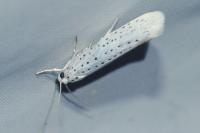 Yponomeuta evonymella