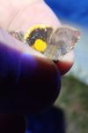 Noctua janthina