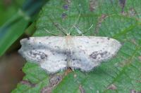 Idaea dimidiata