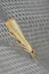 Agriphila straminella
