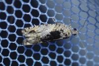 Epinotia nisella
