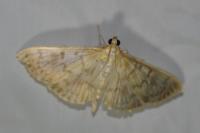 Patania ruralis