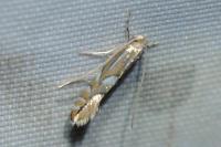 Phyllonorycter
