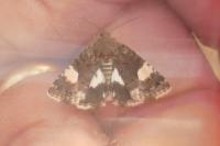 Tyta luctuosa