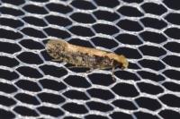 Monopis crocicapitella
