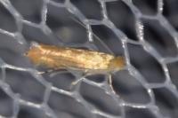 Phyllonorycter quercifoliella