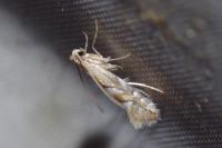 Phyllonorycter maestingella