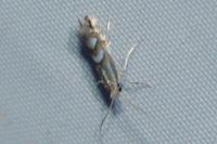 Phyllonorycter maestingella
