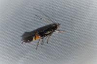Cosmopterix orichalcea