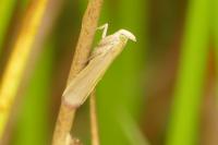 Oncocera semirubella