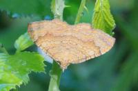 Camptogramma bilineata