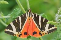 Euplagia quadripunctaria