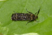 Ochsenheimeria taurella