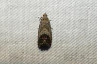 Cydia splendana