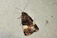 Tyta luctuosa