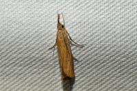 Agriphila straminella