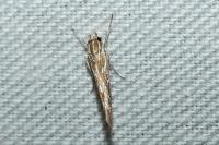 Pyroderces argyrogrammos