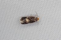Fomoria septembrella