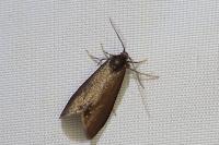 Psyche crassiorella