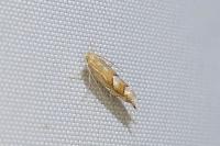 Phyllonorycter belotella