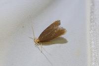 Eurodachtha pallicornella