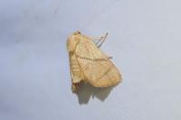 Apoda limacodes