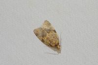 Epagoge grotiana