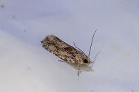 Zeiraphera isertana