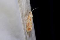 Rhyacionia buoliana