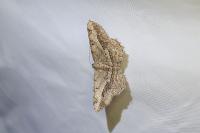 Chiasmia aestimaria