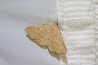 Paracolax tristalis