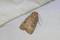 Hoplodrina octogenaria