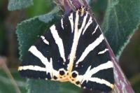 Euplagia quadripunctaria