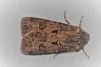 Agrotis bigramma
