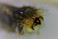 Cilix hispanica