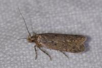 Bryotropha desertella/politella/terrella