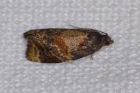 Ditula angustiorana