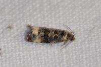 Endothenia gentianaeana/marginana/oblongana